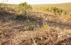 Lobostemon belliformis