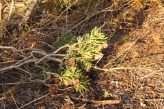 Lobostemon belliformis