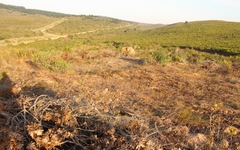 Lobostemon belliformis