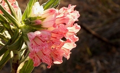 Lobostemon belliformis