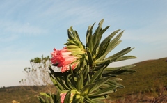 Lobostemon belliformis