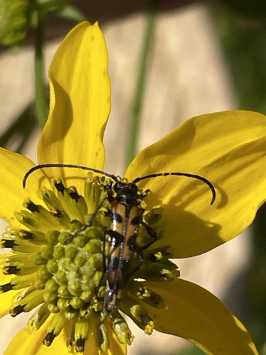 Six-spotted Flower Longhorn Beetle photo 6