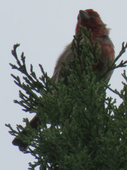 Haemorhous mexicanus