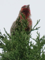 Haemorhous mexicanus