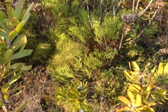 Agathosma cerefolium