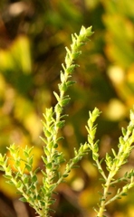 Agathosma cerefolium