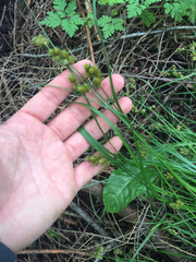 Carex bebbii