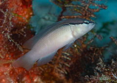 Bandit Dottyback photo 5