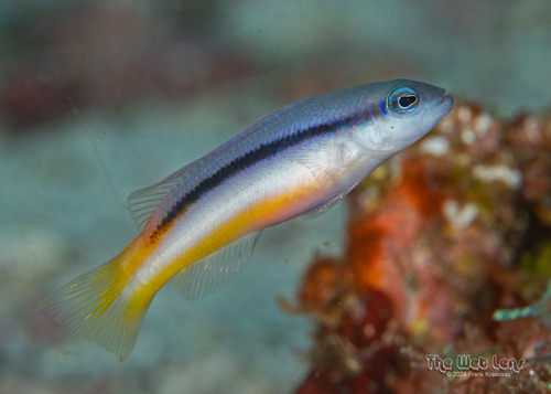 Raja Dottyback — seen at this dive site