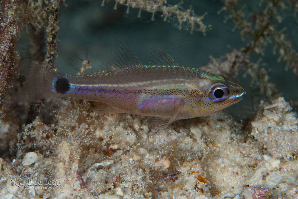 Tail-Eye Cardinalfish