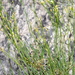 Eriogonum brevicaule mitophyllum - Photo (c) Robert Johnson,  זכויות יוצרים חלקיות (CC BY-NC), הועלה על ידי Robert Johnson