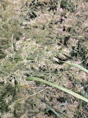 Poaceae