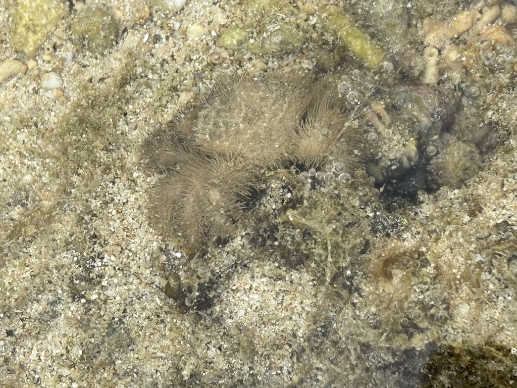 common hairy crab