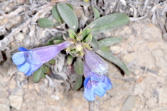 Penstemon wardii