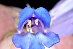 Penstemon wardii
