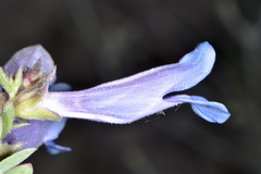 Penstemon wardii