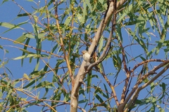 Conopophila rufogularis