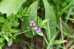 Dyschoriste capitata