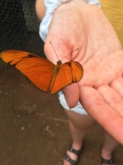 Dryas iulia