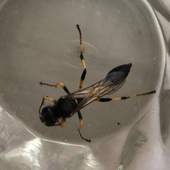 Sceliphron destillatorium