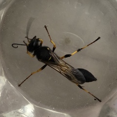 Sceliphron destillatorium