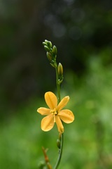 Echeandia reflexa