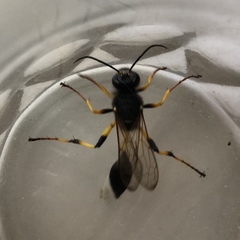 Sceliphron destillatorium