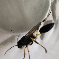 Sceliphron destillatorium