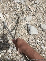 Masticophis taeniatus taeniatus