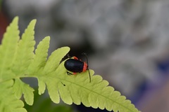 Asphaera abdominalis