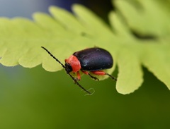 Asphaera abdominalis