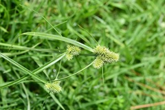 Cyperus svensonii