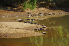 Crocodylus johnstoni
