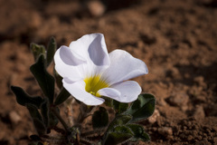 Oxalis adspersa