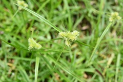 Cyperus svensonii