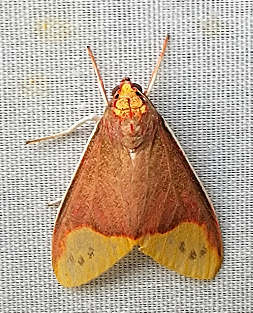 Evius ocassus