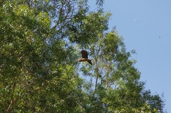 Ixobrychus flavicollis