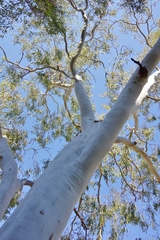 Corymbia bella