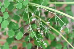 Thalictrum guatemalense