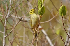 Ptilotula flavescens