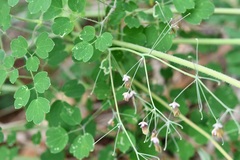 Thalictrum guatemalense