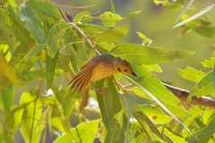 Ptilotula flavescens