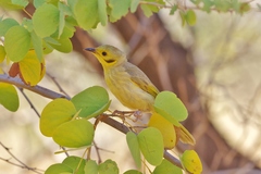 Ptilotula flavescens