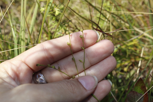 Image of Linum intercursum by (c) Alex Karasoulos, some rights reserved (CC BY)