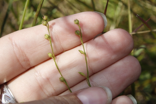 Image of Linum intercursum by (c) Alex Karasoulos, some rights reserved (CC BY)