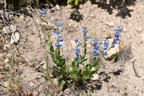 Long-flower Beardtongue (Penstemon longiflorus)