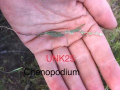 Chenopodium leptophyllum