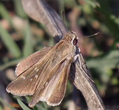 Lerodea eufala eufala