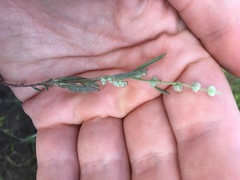 Chenopodium leptophyllum