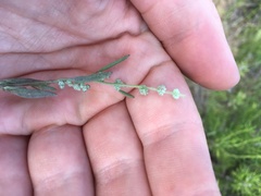 Chenopodium leptophyllum